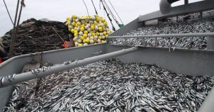 Manual de registro para la extracción de anchoveta