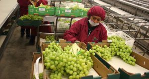 Exportaciones de frutas aumentaron en 11,4% entre enero y mayo del 2020