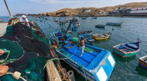 Retorno del REP en el Sur aumentaría captura de anchoveta