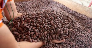 Cacao peruano en la mira de compradores de Europa y Estados Unidos