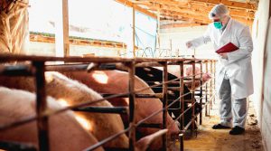 El potencial exportador de la industria porcícola peruana