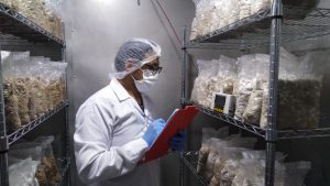 Produce impulsa uso de energía solar para producir semillas de hongos comestibles