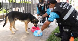 Importaciones de alimentos para perros se triplicó en cuatro años