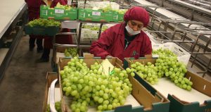 Exportación de frutas de Perú sumó US$ 4.072 millones en 2020