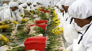 La importancia de la certificación orgánica