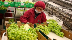 Exportaciones de uvas peruanas sumaron US$ 442 millones a setiembre