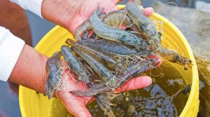 Oportunidades en Corea del Sur para los langostinos