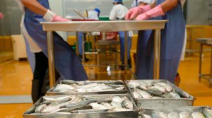 Exportaciones pesqueras cayeron 20% a noviembre del año pasado