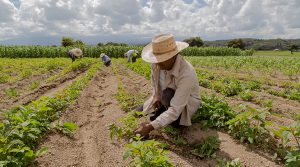 Detalles y alcances de la nueva ley del sector agrario