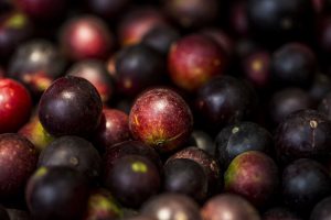 Exportaciones peruanas de camu camu alcanzaron récord histórico en 2020