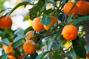 Exportaciones de cítricos lograron récord histórico el 2020 tras sumar US$ 262 millones