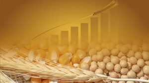 Oscilación en los precios internacionales del maíz y el trigo en el 2021