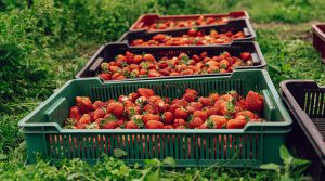 Las futuras estrellas de la agroexportación