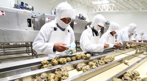 Protocolos sanitarios en el agro