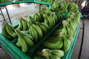 Mincetur busca aumentar exportaciones de banano orgánico y reducir costos