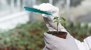 La importancia de los agroquímicos para el agro peruano