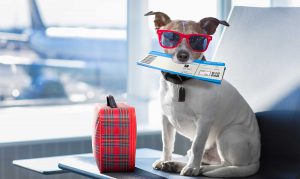 ¿Viajas con tu perro? ¡Conoce qué necesitas llevar en la maleta!