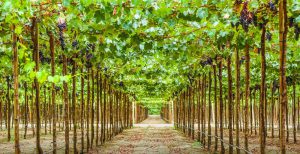 Cuatro destinos para degustar vinos en el Perú