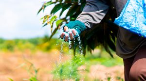 Seguridad alimentaria: Propuestas para solucionar el desabastecimiento de urea