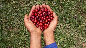 La importancia del café en las exportaciones peruanas