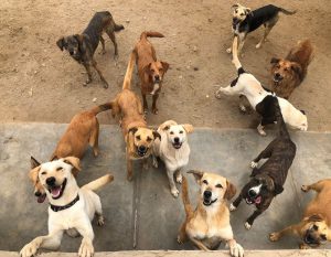 WUF y Voz animal: lo que debes saber antes de adoptar una mascota