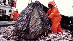 Exportaciones pesqueras camino a recuperar el ritmo prepandemia