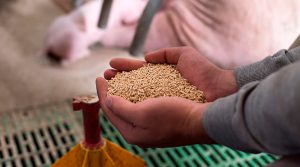 Exportaciones de alimentos para animales se incrementan en últimos años