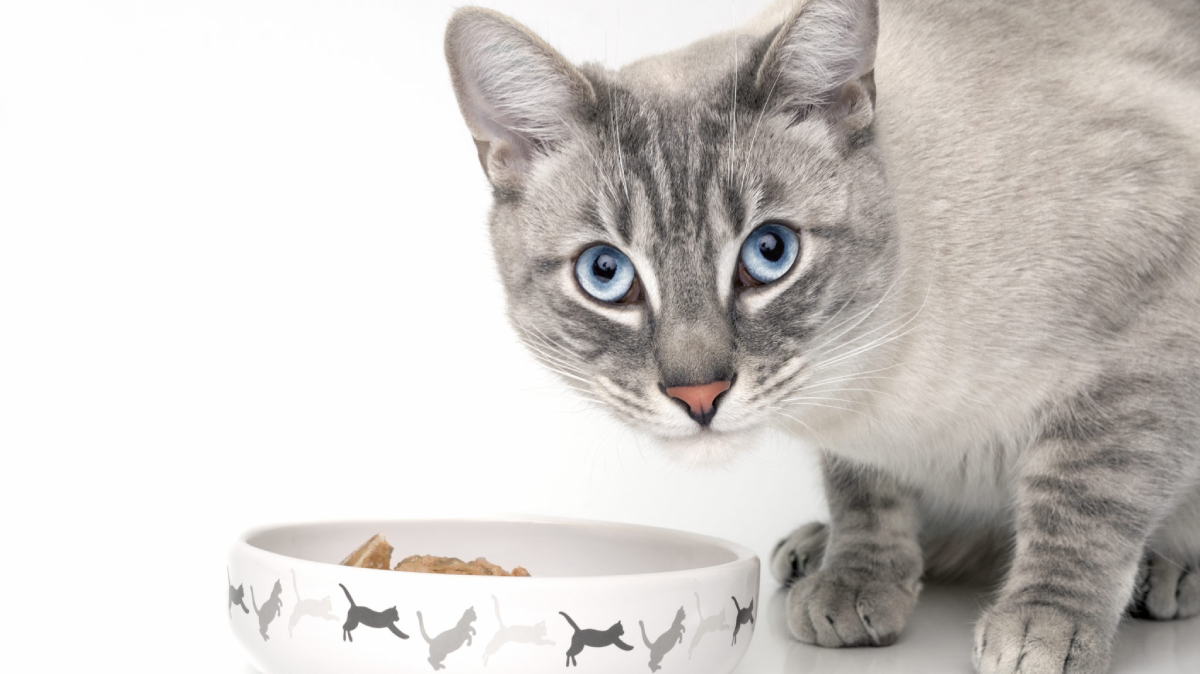 Día Internacional del Gato: 7 alimentos saludables para tu mascota