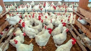Factores externos que explican el alza del precio del pollo