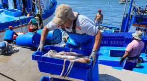 Exportaciones del sector pesquero crecieron en valor, pero cayeron volumen