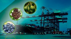 Frutas peruanas continúan ganando mercados