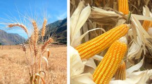 Posible alza de precios de granos: ¿cómo impactaría a la industria alimentaria peruana?