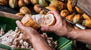 Aumento del precio internacional del cacao impulsa exportaciones peruanas