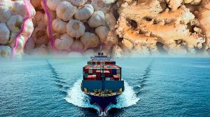 Conozca la evolución de las exportaciones peruanas de ajo y kion