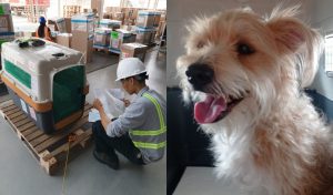 ¿Quieres llevar a tu mascota contigo cuando viajes al extranjero? Ravmar Freight Perú es la opción perfecta