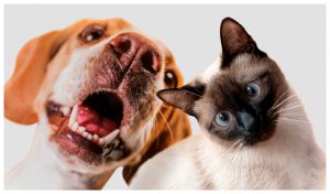 Asociado CCL: ¿Quieres engreír a tu mascota? Discovery Pets tiene el producto ideal para tu perro y gato