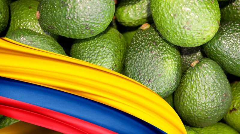 Colombia: competidor emergente en exportación de palta