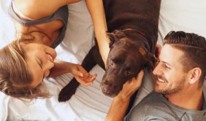 ¿Buscas un hotel en Lima que acepte mascotas? Libre Hotel, asociado a la CCL, ofrece esto y mucho más