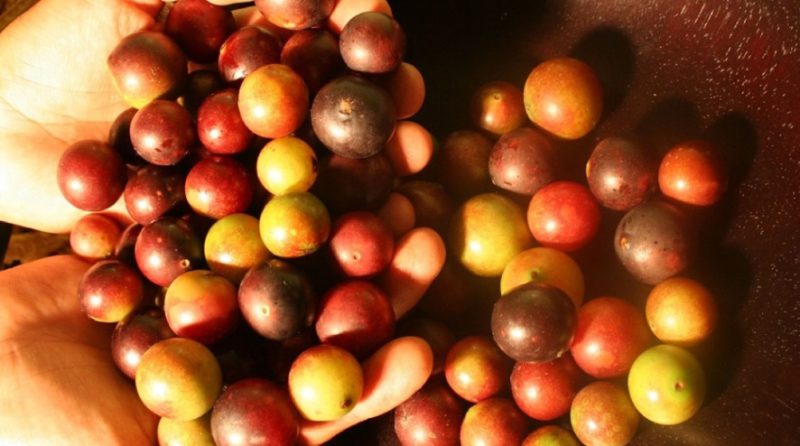 10 alimentos peruanos que no pueden faltar en una dieta equilibrada