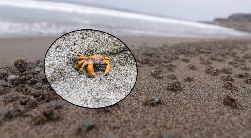 Playa La Herradura cerrará este fin de semana: Lo que se sabe al respecto