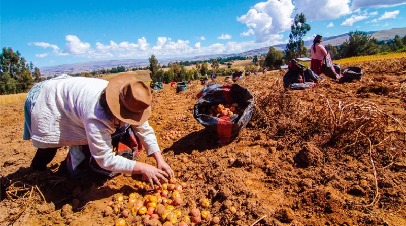 5 claves laborales que toda empresa agraria debe considerar ante una fiscalización de SUNAT