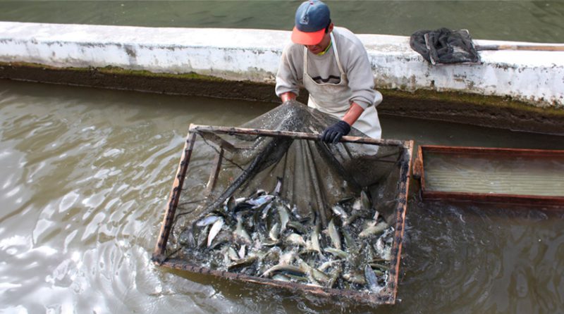 Trucha peruana: potencial acuícola clave para diversificar la exportación