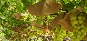 Agrobag presentará empaques sostenibles e innovadores para el agro en el Agrofest 2025