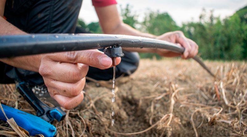 Agricultores pueden lograr hasta 50% de ahorro de agua a través del riego por goteo