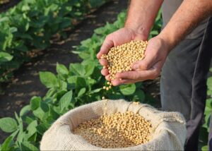 Región Agronegocios Import & Export SAC, asociado CCL, impulsa el comercio agroindustrial sostenible en Bolivia, Paraguay y Perú