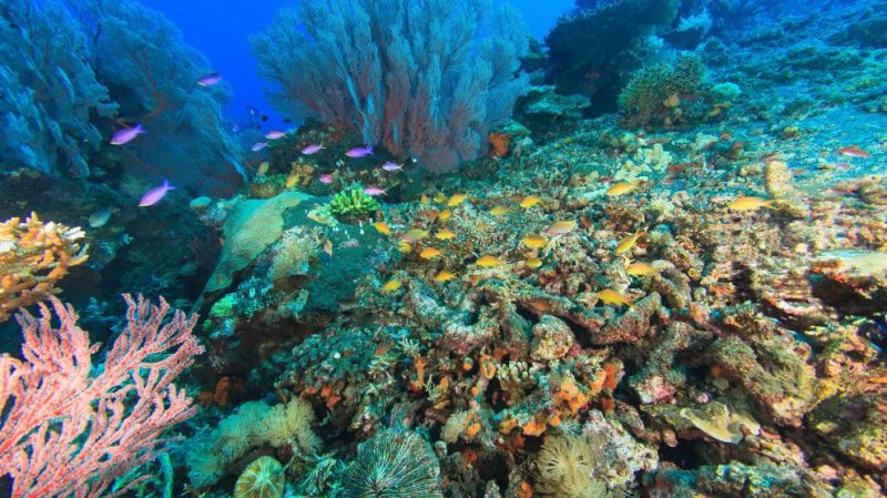 Tratado de alta mar: Conoce más sobre este acuerdo mundial