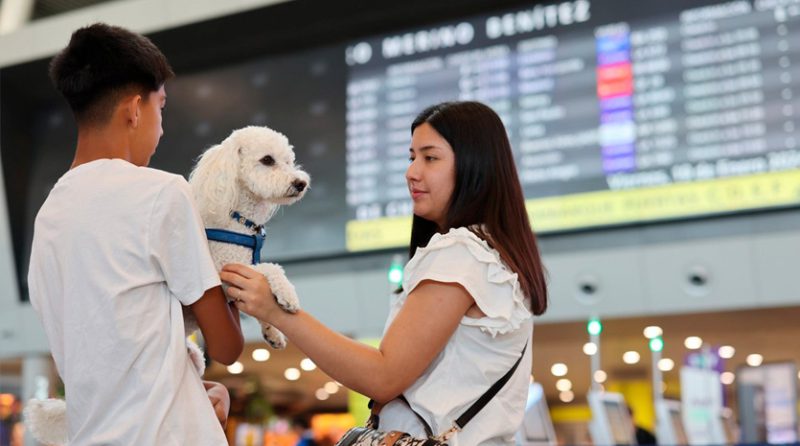 Pasaporte para mascotas: requisitos para viajar con tu engreído por Fiestas Patrias