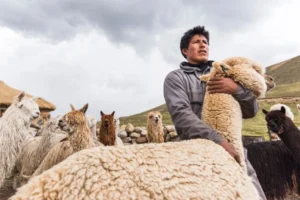 Inca Tops celebra 60 años liderando la industria textil y la fibra de alpaca en el Perú