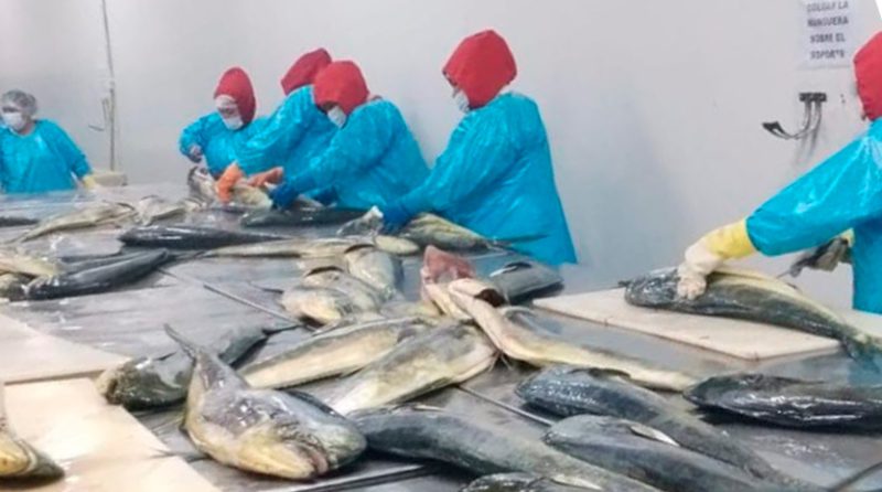 Proteínas inteligentes para temporadas de calor: los pescados que hidratan y rinden más en la cocina