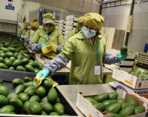 Agroexportaciones superan los USD 13 300 millones en los primeros once meses del año 2025